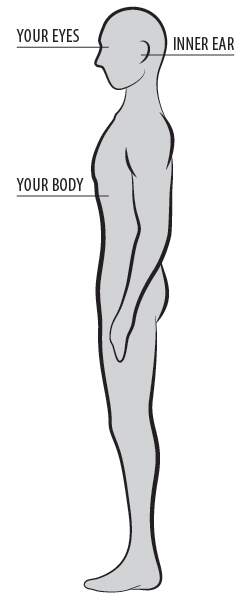 An illustration of a human body side view